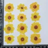 装飾的な花2.5-4cm/24pcs自然chrysanthemum乾燥花エンボス加工