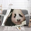 Koce fu bao fubao panda koc zwierzak