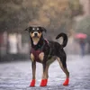 Vestuário para cães 4 pcs Pet sapato cobre sapatos para botas antiderrapantes práticas exercício ao ar livre chuva de borracha impermeável