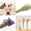 Flores decorativas mini lótus planta seca diy artesanato acessórios buquê floral plantas naturais flor