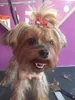 Cão vestuário bonito cães arcos cabeça de cabelo flor bowknot borracha banda animais de estimação acessórios do gato aliciamento suprimentos para animais de estimação 6 pçs