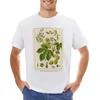 Men's Polos Vintage German Botanical Illustration - Humulus Lupulus (hop) T-Shirt Blanks Boys Animal Print Sweat Plain White T Shirts Men