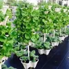 積み重ね可能な植木鉢DIYガーデンアクセサリーストロベリー野菜プランター植物ポットプランタートレイガーデンポット付きプラスチックタワー240320