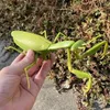 RC Animal Robot Antistress Insect Toys Infrared Simulation Spider Bee fly mantis Electric Toy for Children Prank Insects pet toy 240321