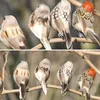 Décorations de jardin Oiseaux artificiels |Simulation d'oiseau en plumes de moineau, fausse décoration décorative, 12 pièces