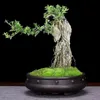 Chinese Traditional Craft Vintage Rivet Relief Plant Bonsai Flower Pot Home Living Room Tea Art Decoration Cactus Orchid Pots 240320