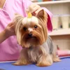 Ropa para perros 10 PCS Accesorios de banda de goma para mascotas Tocado Hairbands Lazos para perros pequeños Cachorro Nylon