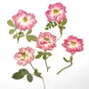 Kwiaty dekoracyjne 60PCS Nature Wciśnięte czerwone róż z Oddziały DIY Wedding Zaproszenia do zakładek Rzemiosło karty podarunkowe