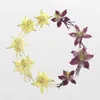 Decorative Flowers 3-5CM/12PCS Real Natural Dried Pressed Garden Columbine Flower Heads Dry Press Aquilegia Viridiflora Pall For Epoxy Resin