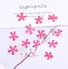 Decorative Flowers Pressed Dried Verbena Hybrida Voss Flower Plants For Epoxy Resin Jewelry Making Bookmark Phone Case Face Makeup Nail Art