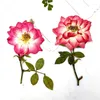 Kwiaty dekoracyjne 60PCS Nature Wciśnięte czerwone róż z Oddziały DIY Wedding Zaproszenia do zakładek Rzemiosło karty podarunkowe