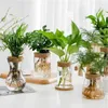 Vaser mini hydroponic blomkruka hem vas dekor transparent glas Sjudelösa växtkrukor Tablett Garden Planters Decoration