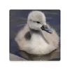 Bord Mats Baby Swan Floating Ceramic Coasters (Square) Mug Mat Christmas Tea Custom Bulk