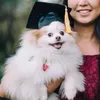 犬のアパレル卒業帽子ペットアクセサリー犬のための猫のための等級衣装