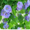 Dekorativa blommor Morning Glory Wall Hanging Artificial Fake Plants Basket Flower String For Home Wedding Parties Backdrop Decoration