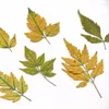 Fleurs décoratives 5-10 cm / réel naturel séchée pressée Melia Azedarach Feuilles petites feuilles de presse sèches en vert jaune pour la résine époxy