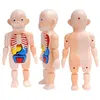 Toys bricolage corps humain 3d corps humain modèle modèle éducatif assemblage d'apprentissage des outils d'enseignement d'organes