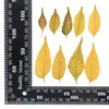 Decorative Flowers 5-10CM/ Real Natural Dried Pressed Melia Azedarach Leaves Branches Small Dry Press Leaf In Yellow Green For Epoxy Resin