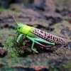 Garden Decorations Locust Animal Model Kid Cognitive Toy Tidig utbildning Plaything Insect Simulation Kids Playthings Ornament