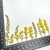 Dekorative Blumen, 3–10 cm/1224 Stück, echte natürliche, gepresste und getrocknete Akazienzweige, kleine Babysbreath-Zweige für DIY-Harzschmuck, Kerzenherstellung