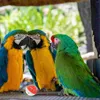 Andra fågelförsörjningar 20 datorer ihåliga klocka bollburar bollar leksaker sfäriska roliga papegoja plastfåglar tugga foder papegojor