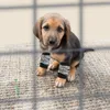 Calzini anti-dirty per cani Lavabile Piccola protezione da gomito sostituibile Protezioni di cotone PET PATTURA