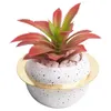 Decorative Flowers Simulated Plant Thunderboy Artificial Succulent Plants Bonsai Random Variety Without Flower Pot