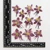 Decoratieve bloemen 3-5 cm / 12 stuks echte natuurlijke gedroogde geperste tuin akelei bloemhoofdjes droge pers aquilegia viridiflora pall voor epoxyhars