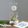 Dekorativa blommor Eternal Flower Taraxacum Glass Cover Dried Gift