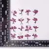 Flores decorativas 2.5-4cm/real natural seco pressionado gaura lindheimeri imprensa seca montanha pêssego ramos de grama para vela de resina epóxi