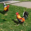 Garden Decorations 2 Pcs Acrylic Rooster Lawn Stakes Outdoor Animal Chicken Statues