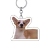 Dog Tag Personalized Pet Cat ID Collar Accessories Custom Engraved Necklace Chain Po Supplies For Picture Products