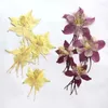 Decoratieve bloemen 3-5 cm / 12 stuks echte natuurlijke gedroogde geperste tuin akelei bloemhoofdjes droge pers aquilegia viridiflora pall voor epoxyhars