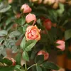 Dekorativa blommor Fake Plant Simulated Flower Realistic Hanging Artificial Rose Green For Home Wedding Decor Långvarig faux trädgård