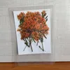 Dekorative Blumen, 4–6 cm/1224 Stück, echte getrocknete natürliche gepresste weiße Schneegras-Blumenzweige, trocken drücken, DIY für Epoxidharz-Kerzenherstellung