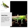 Garden Decorations Locust Animal Model Kid Cognitive Toy Tidig utbildning Plaything Insect Simulation Kids Playthings Ornament
