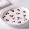 Flores decorativas 2.5-4cm/real natural seco pressionado gaura lindheimeri imprensa seca montanha pêssego ramos de grama para vela de resina epóxi