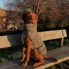 Odzież psa płaszcza zimowa wodoodporna z ciepłą kamizelką smyczową dla dużych psów Ochrata na klatkę piersiową