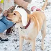 Cappelli di abbigliamento per cani Regolabile inverno con auricolari per copricapo traspirante percotette per il trapper per piccoli cani animali domestici