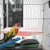 Autres fournitures d'oiseaux Perches de jouets pour les pochettes Accessoires Cage Toys Parkeet Parrot Cages Stand