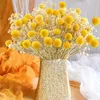 40st Natural Dried Craspedia Billy Balls BlommorDried Yellow Flowers Arrangement för Farmhouse Wedding Home Party Diy Decor 240325