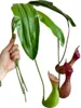 Dekorative Blumen hängen grüne Pflanzen künstlicher Krug Plastik Fliegenflocken Blumenarrangements Grünzubehör Wanddekoration