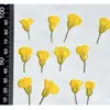 Decorative Flowers 0.8-2CM/Decorative Natural Pressed Dried Cole Branch Tiny Yellow Dry Press Flower For Epoxy Resin Nails Candle Making