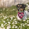 Bandanas de vêtements pour chiens adopter des dossiers réglables à plaid pour chiens