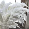 Decoratieve bloemen Fluffy Natural Botanical Bouquet Wedding Gedroogde echte grote pampa's gras boho vazen