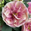 Dekorativa blommor Silk Konstgjorda fyra säsonger Peonies Bouquet Green Plant El Decor Imitation Flower Blush Peony Wedding Decoration