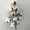 Fiori decorativi da 50 cm decorazioni di piante steli di fiori di cotone rami secchi artificiali Boll