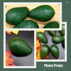 Party Decoration 3 PCS AVOCADO MODELL Simulerade fruktmodeller Kids Toy Shop Window Childrens Toys Desktop PVC PO Props Cabinet