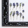 Decorative Flowers 3-6CM/24PC Real Natural Plant Dried Pressed Small Dry Press Flower Branch For Epoxy Resin Invitation Card Candle