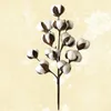 Decorative Flowers 50 Cm Plant Decorations Cotton Flower Stems Artificial Dried Branches Boll